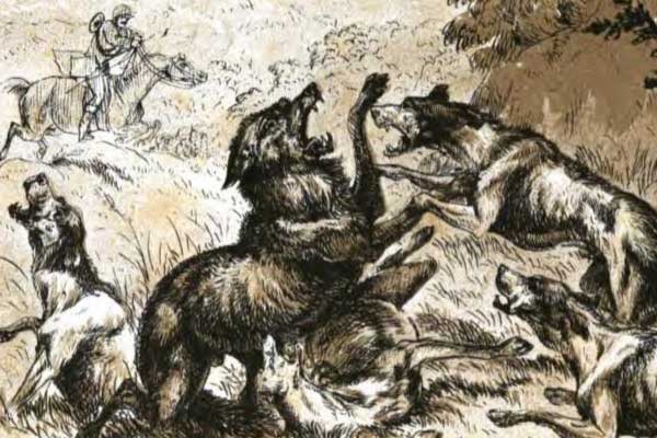 Alterations to Wisconsin Wolf Hunting Rule Regarding Dogs