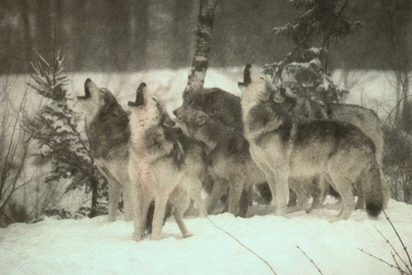 Minnesota Releases First Wolf Hunting Season Information