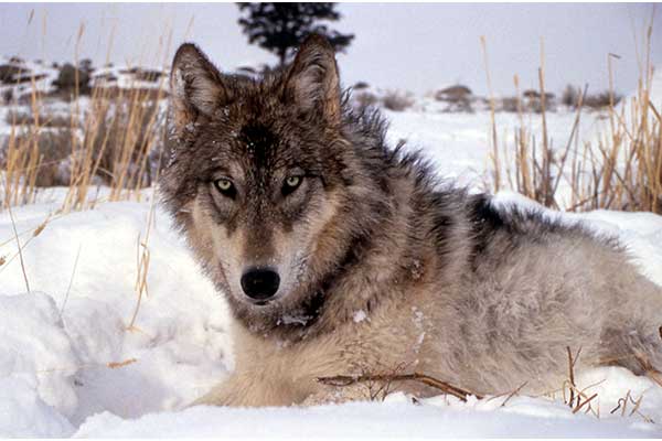 Minnesota DNR to Reduce the Number of Wolf Licenses Available 