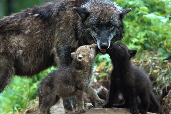 Despite hunting, Northern Rockies see population increase in wolves. 