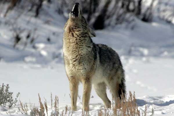 Calling in Wolves with Coyote Howlers
