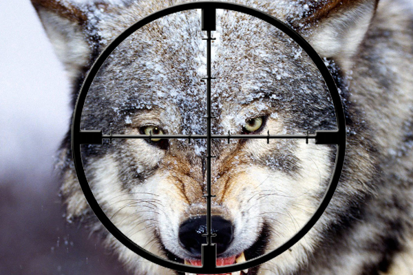 Washington State Completes Sharpshooter Cull of Cattle Killing Wolf Pack